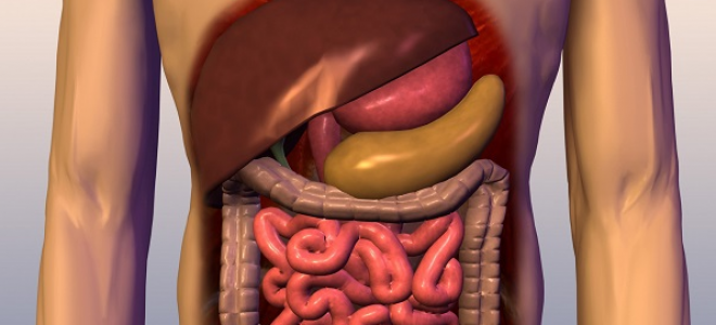 Поджелудочная железа анатомия человека