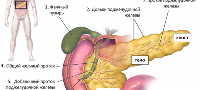 Функции поджелудочной железы