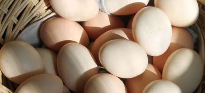 Почему тошнит от яиц