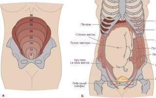 Болит правый бок внизу живота при беременности
