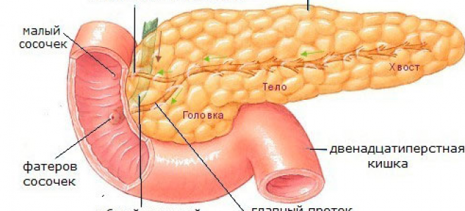 Стеатоз поджелудочной железы и печени