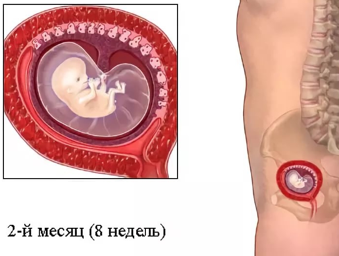 Небольшие боли внизу живота при беременности на 8 неделе thumbnail