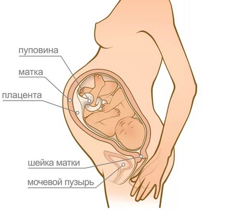 Беременность 39 недель рвота ночью