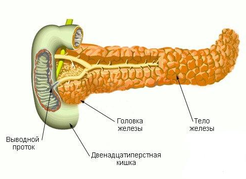 Поджелудочная железа выделяет в кишечнике